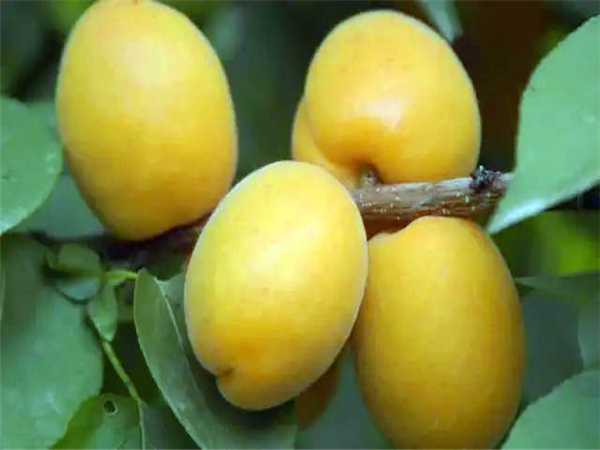 珍珠油杏杏树苗
