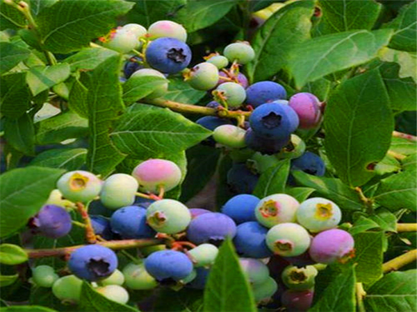 布莱特蓝蓝莓苗