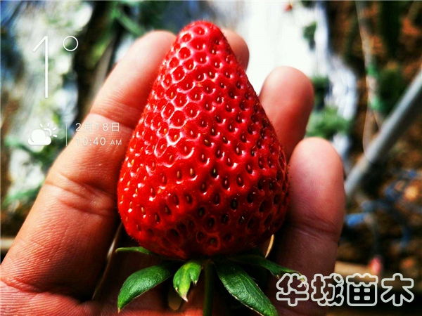 妙香七号草莓苗价格