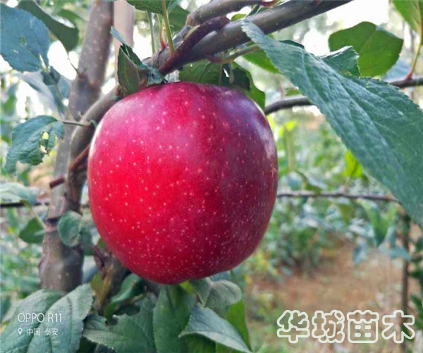 鲁丽苹果树苗什么时间栽培