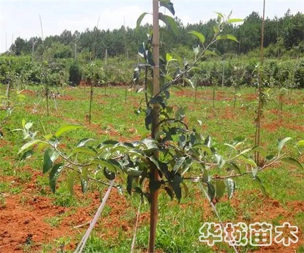 如何提高矮化苹果树苗种植的成活率